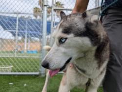 Shelter Stray Female Dog last seen , 3201 Lacy St, Los Angeles, CA 90031, USA
