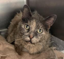 Shelter Stray Female Cat last seen , 3201 Lacy St, Los Angeles, CA 90031, USA