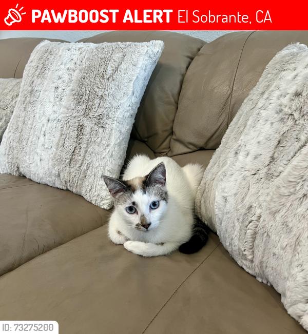 Lost Female Cat last seen Hilltop and Santa Maria, El Sobrante, CA 94803