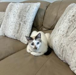 Lost Female Cat last seen Hilltop and Santa Maria, El Sobrante, CA 94803