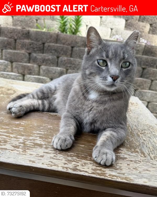 Lost Male Cat last seen Center Rd, Cartersville, GA 30121