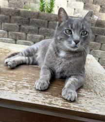 Lost Male Cat last seen Center Rd, Cartersville, GA 30121