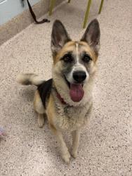 Shelter Stray Female Dog last seen 168TH & MAIN ST, 12155 Park Blvd, Brighton, CO 80601, USA