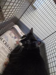 Shelter Stray Female Cat last seen , 14409 Vanowen St, Van Nuys, CA 91405, USA