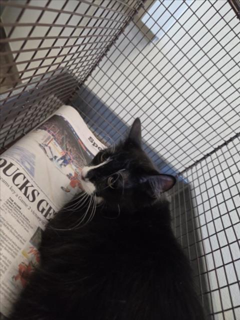 Shelter Stray Female Cat last seen , 14409 Vanowen St, Van Nuys, CA 91405, USA