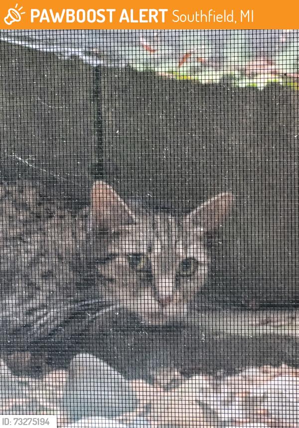 Found/Stray Unknown Cat last seen Brooks Lane and 12 Mile Rd, Southfield, MI 48034