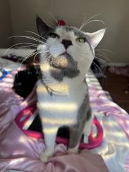 Lost Male Cat last seen walden dr, Fort Worth, TX 76132