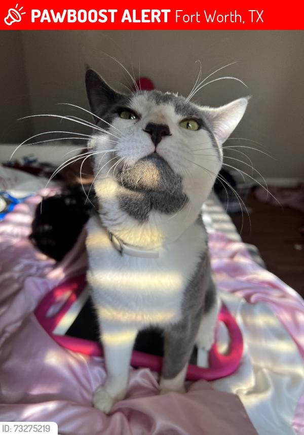 Lost Male Cat last seen walden dr, Fort Worth, TX 76132