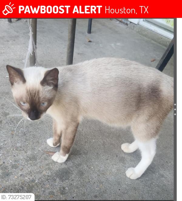 Lost Female Cat last seen Dairy Ashford&Westpark, Houston, TX 77082