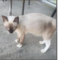 Lost Female Cat last seen Dairy Ashford&Westpark, Houston, TX 77082