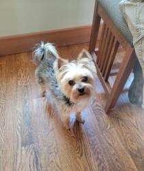 Reunited Male Dog last seen Chimney Hill Circle, Lakesite, TN 37379