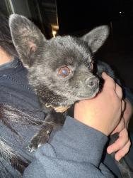 Lost Male Dog last seen Olive and maple, Hesperia, CA 92345