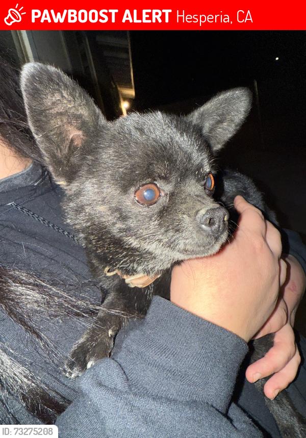 Lost Male Dog last seen Olive and maple, Hesperia, CA 92345