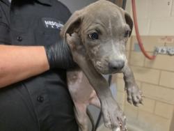 Shelter Stray Male Dog last seen Near Sherwood Dr, 75150, TX, 1650 Gross Rd, Mesquite, TX 75149, USA