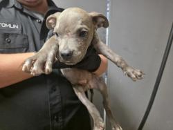 Shelter Stray Male Dog last seen Near Sherwood Dr, 75150, TX, 1650 Gross Rd, Mesquite, TX 75149, USA