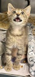 Shelter Stray Male Cat last seen us highway 80 e on the grass, 75149, TX, 1650 Gross Rd, Mesquite, TX 75149, USA