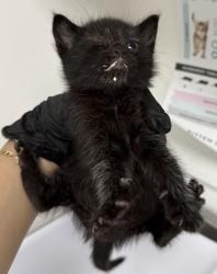 Shelter Stray Male Cat last seen Near E. 17th St, Oakland, CA, 1101 29th Ave, Oakland, CA 94601, USA