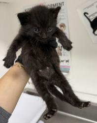 Shelter Stray Male Cat last seen Near E. 17th St, Oakland, CA, 1101 29th Ave, Oakland, CA 94601, USA