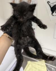 Shelter Stray Female Cat last seen Near E. 17th St, Oakland, CA, 1101 29th Ave, Oakland, CA 94601, USA