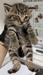 Shelter Stray Female Cat last seen Near E. 17th St, Oakland, CA, 1101 29th Ave, Oakland, CA 94601, USA