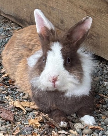 Shelter Stray Male Rabbit last seen Near redding st, Oakland, CA, 1101 29th Ave, Oakland, CA 94601, USA
