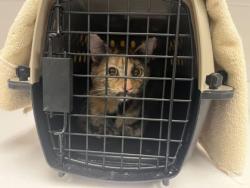 Shelter Stray Female Cat last seen NE 37th St & N Antioch Rd, 64117, 64117, MO, 7077 Elmwood Ave, Kansas City, MO 64132, USA