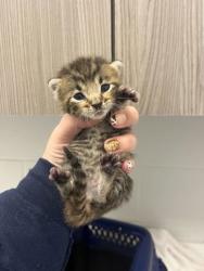 Shelter Stray Male Cat last seen Mexico City Ave and Paris St, KCMO, 64153, 64153, MO, 7077 Elmwood Ave, Kansas City, MO 64132, USA
