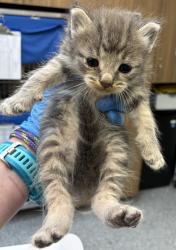 Shelter Stray Female Cat last seen SE 122nd Ave & SE Bush St, PORTLAND, OR, 97266, 1700 W Historic Columbia River Hwy, Troutdale, OR 97060, USA