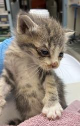 Shelter Stray Male Cat last seen SE 122nd Ave & SE Bush St, PORTLAND, OR, 97266, 1700 W Historic Columbia River Hwy, Troutdale, OR 97060, USA