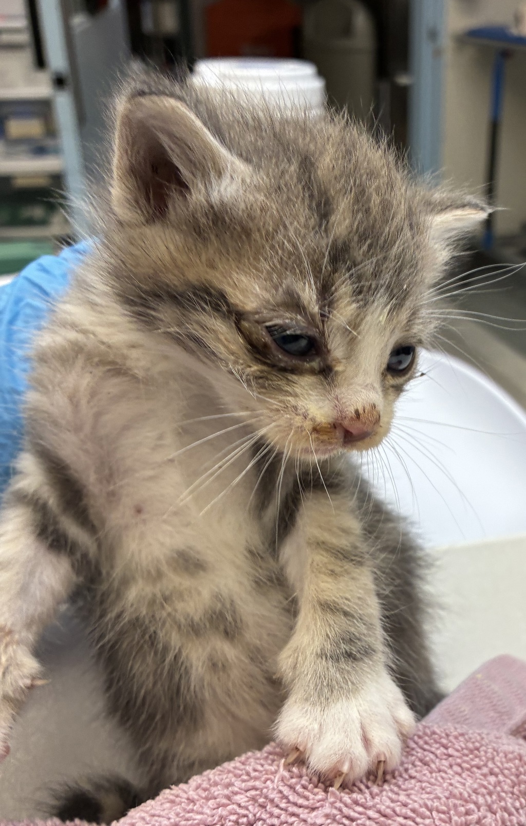 Shelter Stray Male Cat last seen SE 122nd Ave & SE Bush St, PORTLAND, OR, 97266, 1700 W Historic Columbia River Hwy, Troutdale, OR 97060, USA