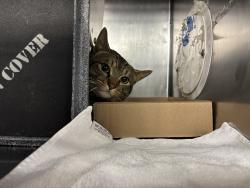 Shelter Stray Male Cat last seen Apt 2B,1997 Lexington Avenue, NEW YORK, NY, 10035, 326 E 110th St, New York, NY 10029, USA