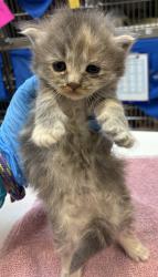 Shelter Stray Female Cat last seen SE 122nd Ave & SE Bush St, PORTLAND, OR, 97266, 1700 W Historic Columbia River Hwy, Troutdale, OR 97060, USA