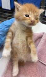 Shelter Stray Male Cat last seen SE 122nd Ave & SE Bush St, PORTLAND, OR, 97266, 1700 W Historic Columbia River Hwy, Troutdale, OR 97060, USA