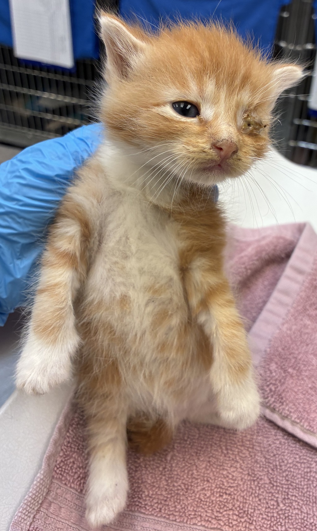 Shelter Stray Male Cat last seen SE 122nd Ave & SE Bush St, PORTLAND, OR, 97266, 1700 W Historic Columbia River Hwy, Troutdale, OR 97060, USA