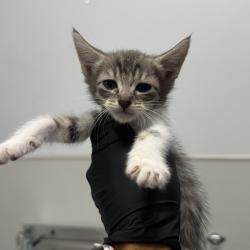 Shelter Stray Female Cat last seen Bonita, CA, 91902, 5500 Gaines St, San Diego, CA 92110, USA