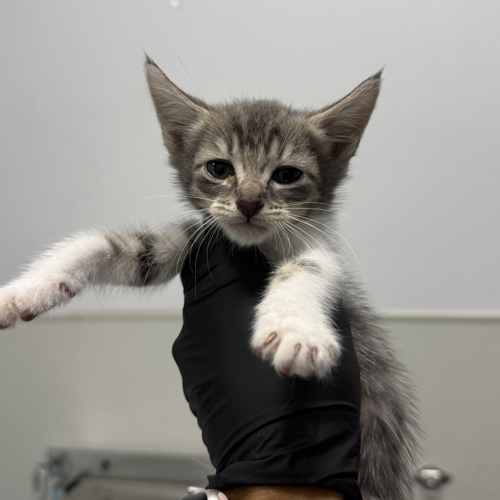 Shelter Stray Female Cat last seen Bonita, CA, 91902, 5500 Gaines St, San Diego, CA 92110, USA