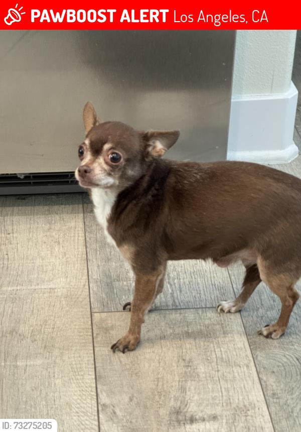 Lost Female Dog last seen Lankershim & Tuxford, Los Angeles, CA 91352