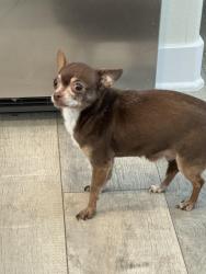 Lost Female Dog last seen Lankershim & Tuxford, Los Angeles, CA 91352