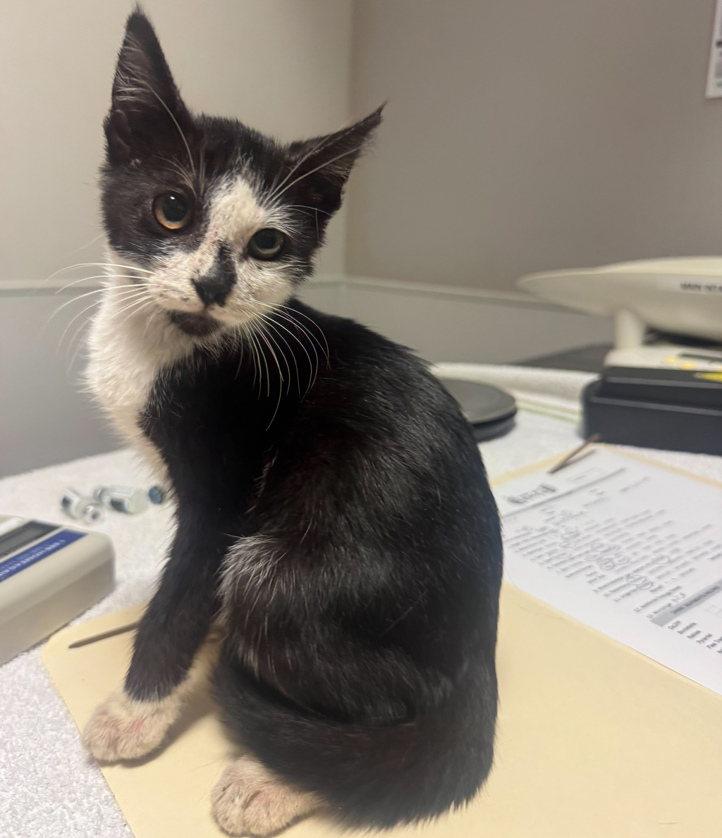 Shelter Stray Female Cat last seen Near Teagarden Street, SAN LEANDRO, CA, 94577, 8323 Baldwin St, Oakland, CA 94621, USA