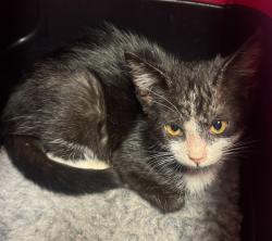 Shelter Stray Male Cat last seen Near Teagarden Street, SAN LEANDRO, CA, 94577, 8323 Baldwin St, Oakland, CA 94621, USA