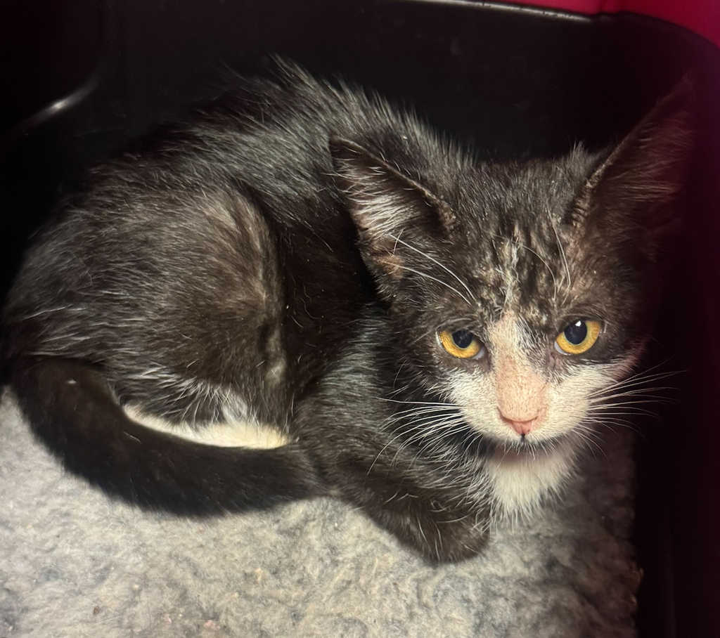 Shelter Stray Male Cat last seen Near Teagarden Street, SAN LEANDRO, CA, 94577, 8323 Baldwin St, Oakland, CA 94621, USA