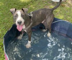 Lost Male Dog last seen Minor line and Preston hwy, Louisville, KY 40219