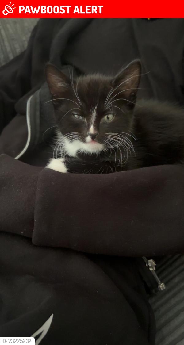 Lost Male Cat last seen Bedford hosp, Bedford, England MK42 9AR