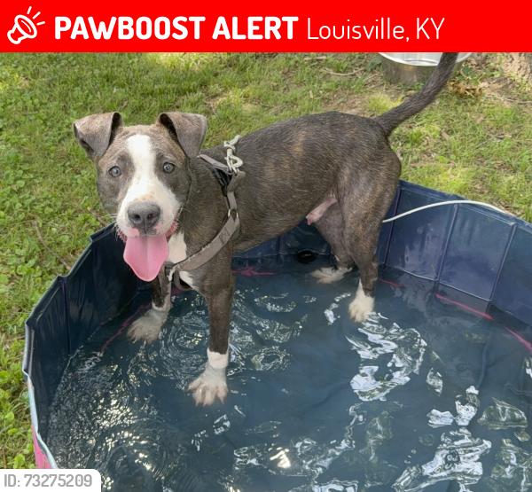 Lost Male Dog last seen Minor line and Preston hwy, Louisville, KY 40219