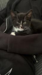 Lost Male Cat last seen Bedford hosp, Bedford, England MK42 9AR