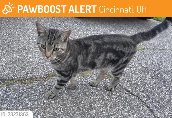 Found/Stray Male Cat last seen Wellesley Ave in Finneytown, OH, Cincinnati, OH 45224