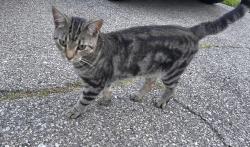 Found/Stray Male Cat last seen Wellesley Ave in Finneytown, OH, Cincinnati, OH 45224
