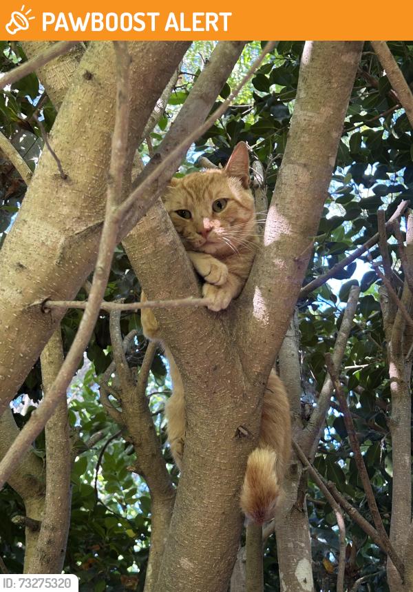 Found/Stray Unknown Cat last seen Up a hedge in our backyard, Rancho Santa Fe, CA 92067