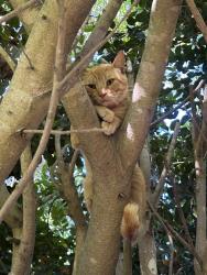 Found/Stray Unknown Cat last seen Up a hedge in our backyard, Rancho Santa Fe, CA 92067