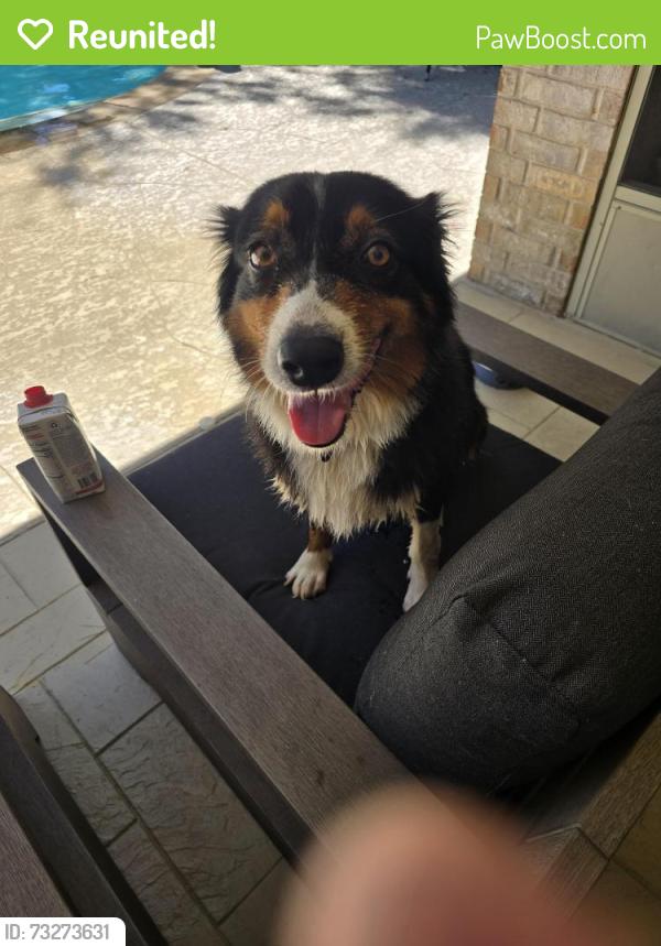 Reunited Unknown Dog last seen Benders Landing, on Benders Crossing, Spring, TX 77386